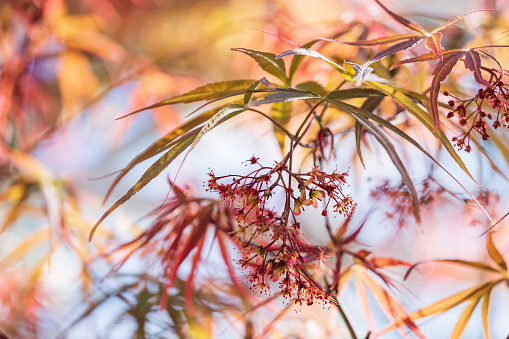 blooming flowers and beautiful narrow red leaves of Japanese maple on a blurred background of branches and sky