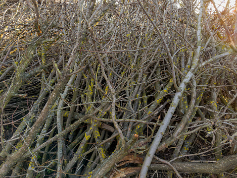 Big heap of the different stacked dry branches of deciduous trees different thickness, close-up backlit, texture, background,