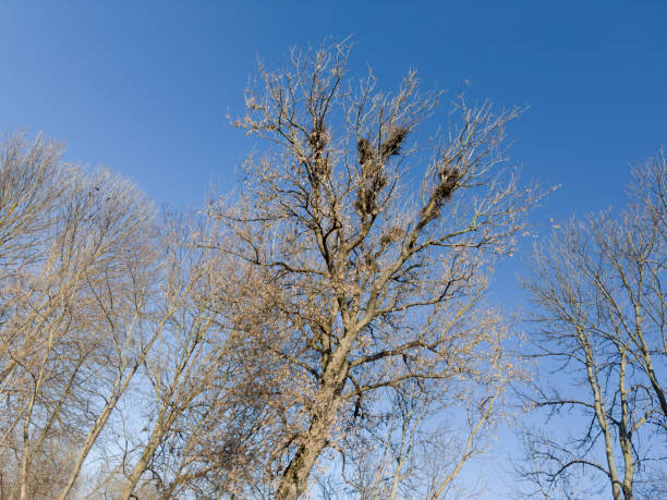 istock Old maple with fallen leaves and crow nests against sky 2077542384