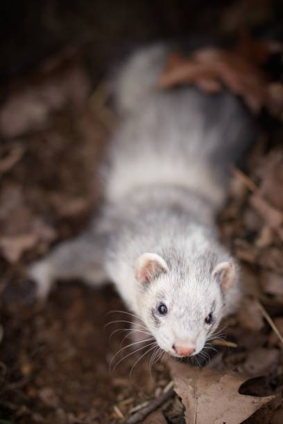 istock Ferret female exploring nature in spring city park 2077550411