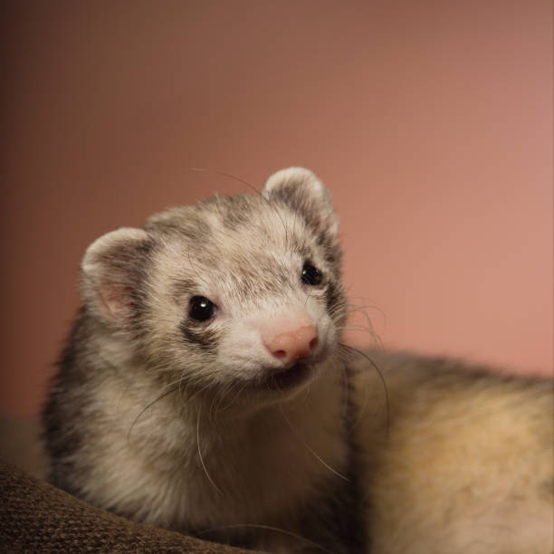 istock Nice light ferret female posing indoor for portrait in studio on brown background 2077551515
