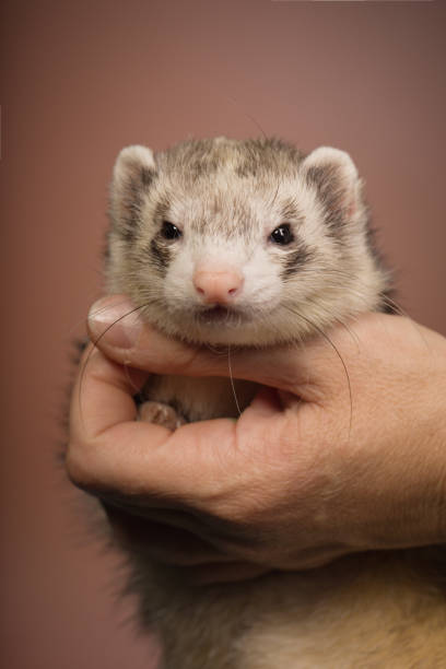 istock Nice light ferret female posing indoor for portrait in studio on brown background 2077551529