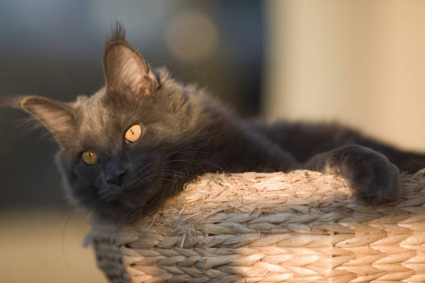 Pretty Maine Coon Cat kitty relaxing on terrace