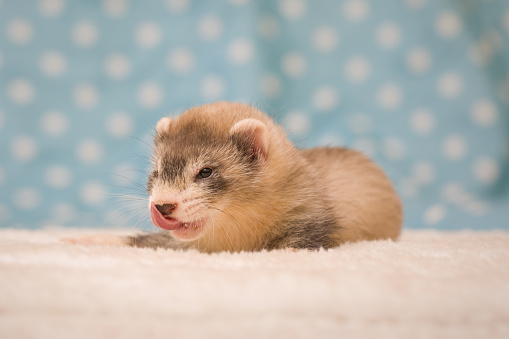 Curious little ferret