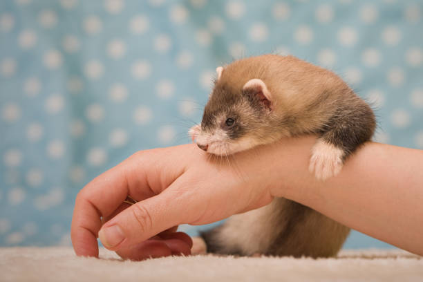 istock Pretty ferret baby posing on white fur portrait in studio 2077554730