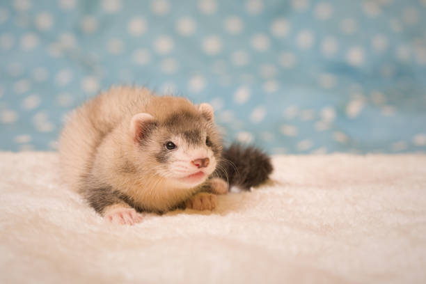 istock Pretty ferret baby posing on white fur portrait in studio 2077554734
