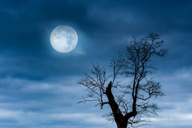 Spooky night image.Lonely dead tree silhouette and full moon,moonlight at moody night.Mixed media.Dark shot.