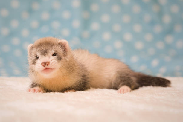 istock Pretty ferret baby posing on white fur portrait in studio 2077555272