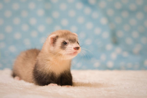 Ferret six weeks old baby posing for portrait in studio