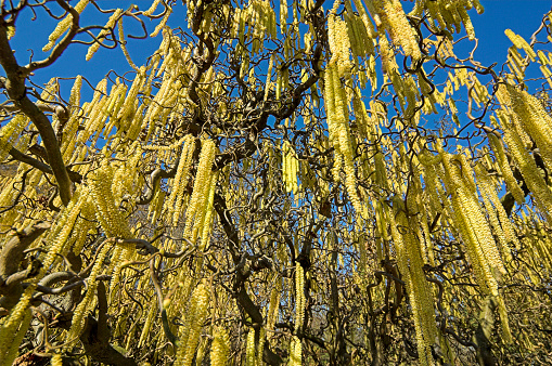 Close up from below into the tangle of the tree crown of a common hazelnut with yellow, male catkins hanging down from the harts