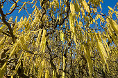 Close up from below into the tangle of the tree crown of a common hazelnut with yellow, male catkins hanging down from the harts
