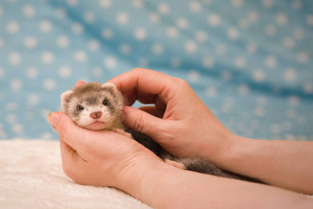istock Pretty ferret baby posing on white fur portrait in studio 2077561178