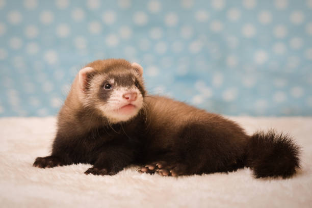 istock Small six weeks old ferret standard dark sable color in studio 2077561180