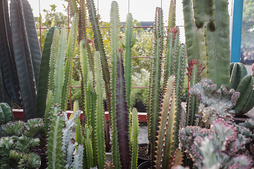 Validus Haworth cactus plant growing in the yard, tropical plant.