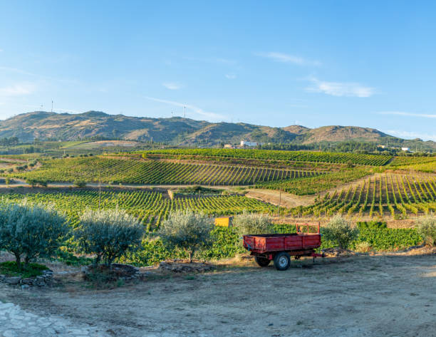 istock Land planted with vines for the wine harvest 2077590213