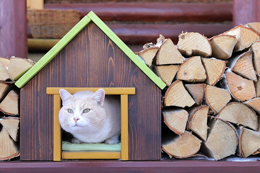 A ginger cat sits in a wooden pet house, that stands on a porch of log cabin amidst a woodpile of birch firewood.