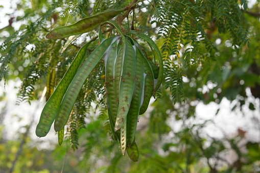 The young pods of the Acacia tree are a habitat for ants.