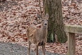 Adorable deer in the forest on dry land.