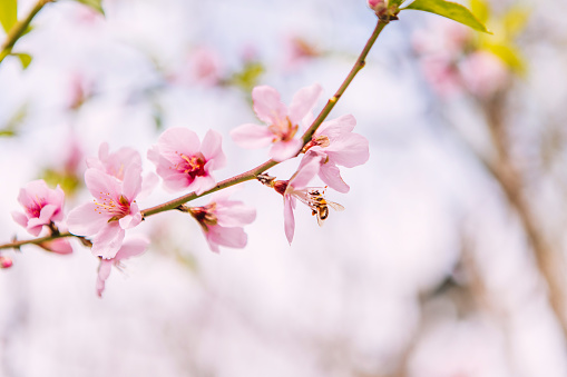 Bees gather honey in spring