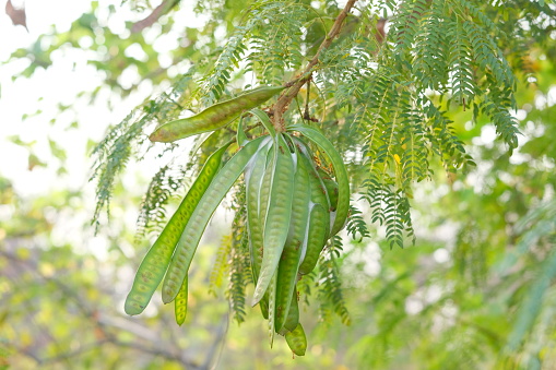 The young pods of young acacia clusters are used by ants to build ant nests.