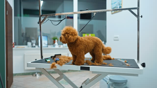 SLO MO Cute Toy Poodle Standing on Table After Haircut in Pet Grooming Salon