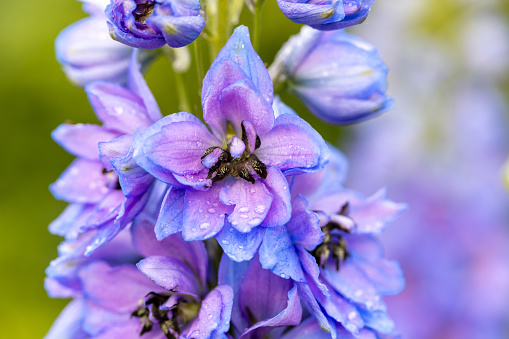 Blue Delphinium with water drops macro. High quality photo