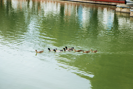 Ducks swimming in the lake