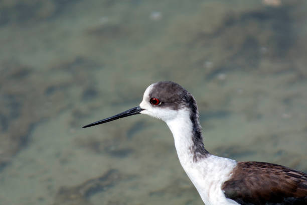 istock Black-winged stilt in water 2077623930