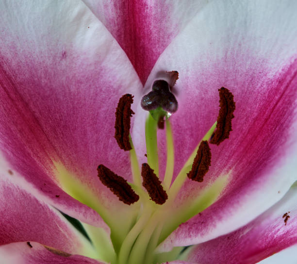 istock lily flower growing on a white background 2077629264