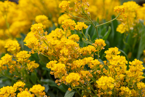 The rich, yellow clusters of Alyssum (Aurinia) flowers are highlighted in stunning detail in this close-up, providing a texture-rich and colorful backdrop