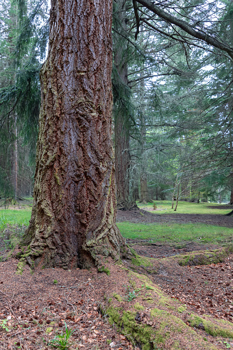 In the serene woodlands of Scotland, a robust tree with a richly textured bark and mossy roots commands attention, encapsulating the untouched beauty of nature