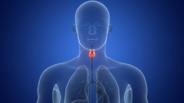 istock Human Body Glands Thyroid Gland Anatomy 2077630347