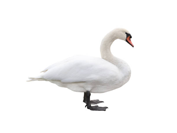 istock white swan isolated on white background 2077645765