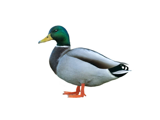 istock male mallard duck isolated on white background 2077645769