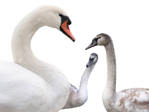 istock young white swan isolated on white background 2077645776