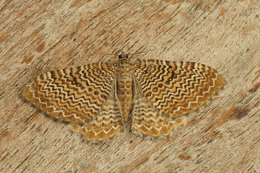 Natural closeup on the colorful European Scallop Shell geomter moth, Hydria undulata with spread wings