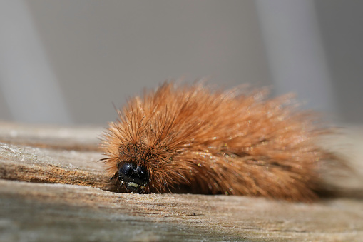 Closeup on the hairy caterpillar of the European, ruby, tiger moth, Phragmatobia fuliginosa