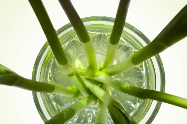 Glass with green flower stems.
