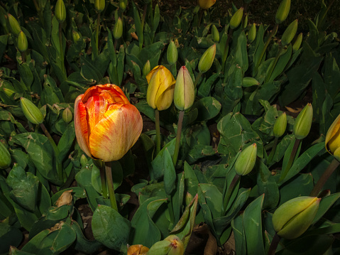 Tulip Field From Below. flowers in the city park. Night time.