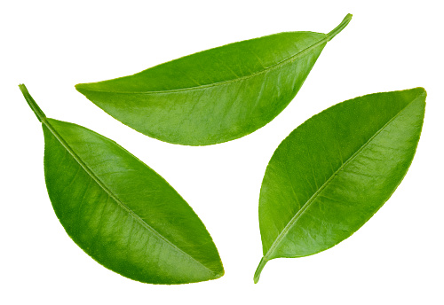 closeup of a green leaf with isolated background