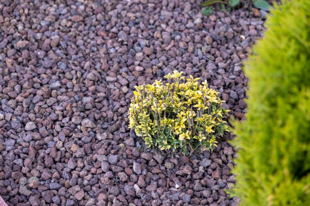 istock Landscape outdoor garden design. 2077675985