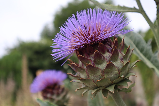 A close up of a big purple thistle