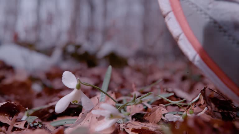 CLOSE UP: Unrecognizable woman wearing running shoes steps on snowdrop flowers.