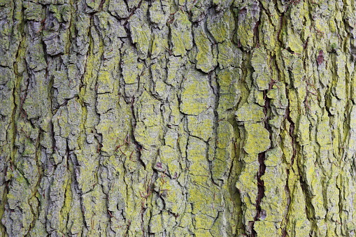 Close up of oak tree bark covered in gold coloured lichen