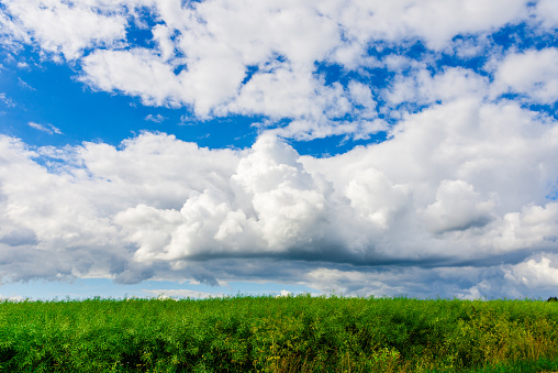 Green field of grass and blue sky with white clouds,nature landscape background.