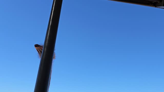 Ostrich head on blue clouds sky
