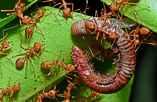 Ants carrying Millipede to nest - animal behavior.