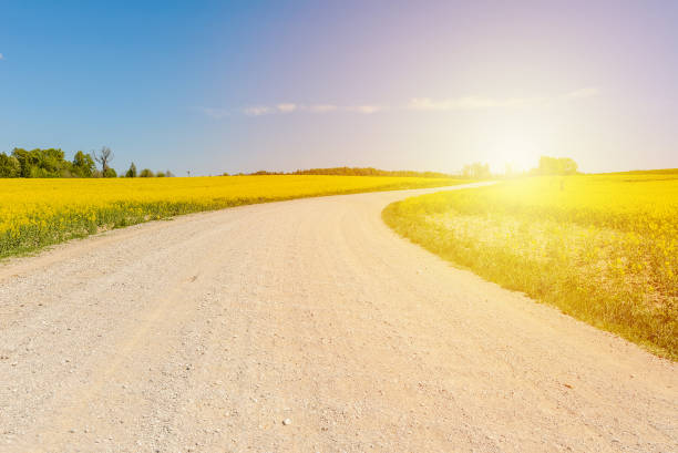 istock Sandy road among fields of flowering rapeseed.Long sandy road through fields and clouds in the blue sky. 2077712480