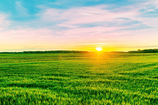 Golden Wheat Field - Sunset Landscape 