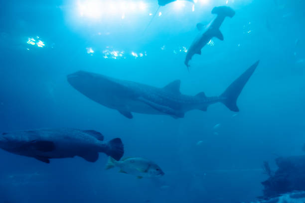 Whale shark and other fish photographed in an aquarium in Zhuhai, China